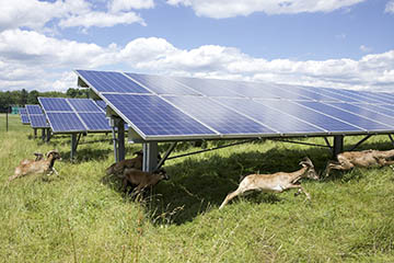 Sized 20220627NY-Cortland-sheep-solar-D00150.jpg